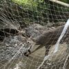 DEER-VS-SOCCER-NET-2